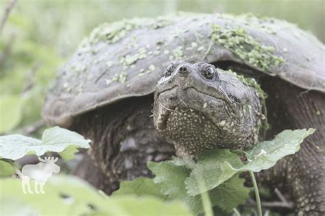 Image result for Snapping Turtle Bites