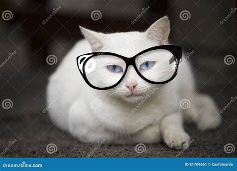 5,069 Blue Eyed White Cat Stock Photos - Free & Royalty-Free Stock ...