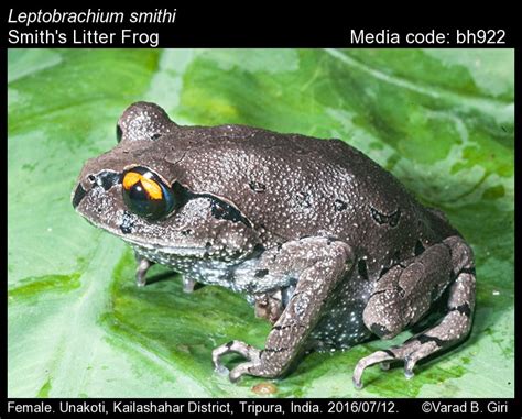 Megophryidae | Amphibians