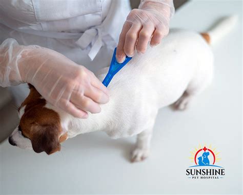 Image result for Program Flea Control Injection