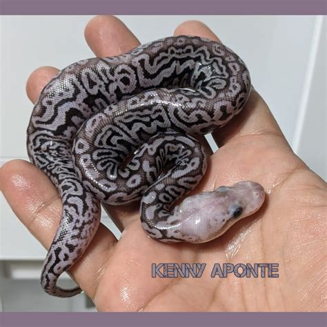 Image result for Red Ball Python