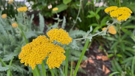 How to Grow Yarrow: The Complete Yarrow Flower Guide | Yarrow flower ...