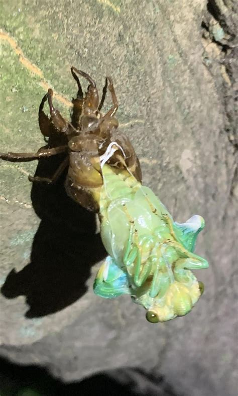 Cicadas molt day : r/insects