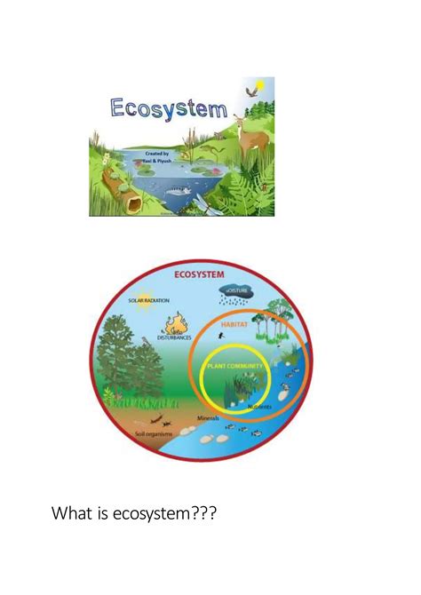 What is ecosystem | PDF