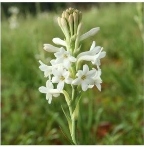 Elite Green Rajoni flower bulbs Seed Price in India - Buy Elite Green ...