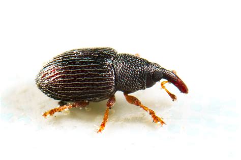 What Is a Weevil and How Did That Bug Get in My Food?