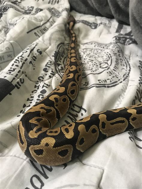 Image result for Monty Python Mice Men