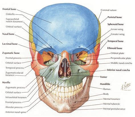Netter 001a cranium frontal view. | Skull anatomy, Craniosacral therapy ...