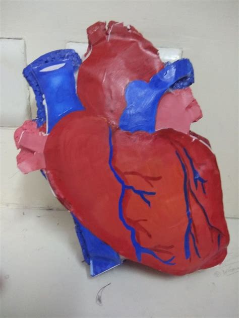 Image result for How to Make Model of Human Heart Using Flour