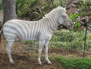 Albino Animals | AnOther