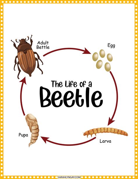 Life Cycle Of A Beetle