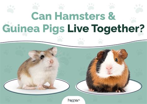 Python vs Guinea Pig 的图像结果