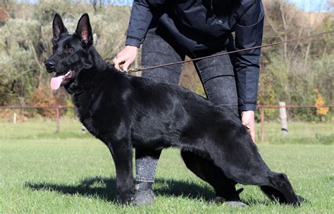 Unraveling the Mystery of Black German Shepherds: A Closer Look at ...