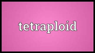 Image result for tetraploid