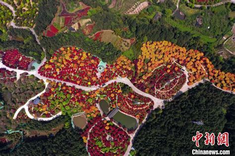 重庆五洲园300亩红枫艳丽夺目吸引游人