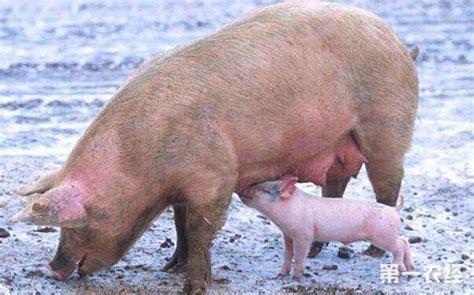 养猪场如何减少母猪分娩伤亡率？ - 猪病防治 - 第一农经网