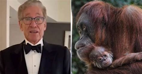 Video: Emmys Lifetime Achievement winner Maury Povich announces ...