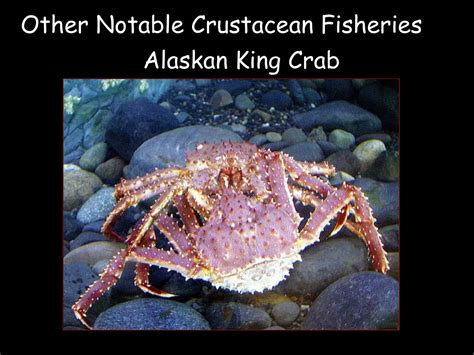 Image result for Class Crustacea Main Features