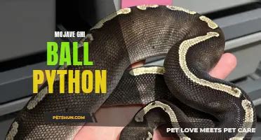 Image result for Ball Python Fact Sheet