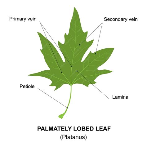 Premium Vector | Simple leaf diagram simple leaf example palmately ...