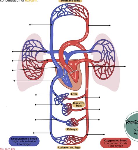 Diagram of human circulatory system Diagram | Quizlet