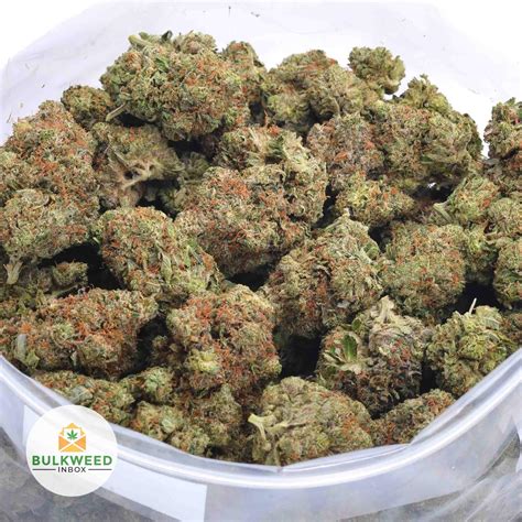 Alien Glue 的图像结果