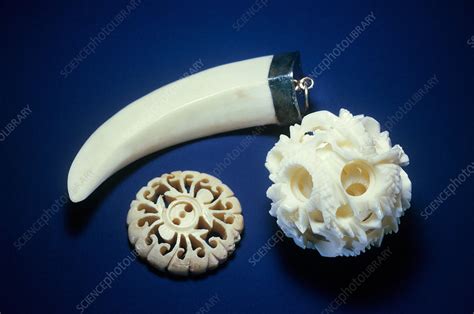 Image result for Ivory Layer Structure