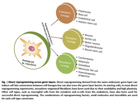 Image result for Direct Cell Reprogramming