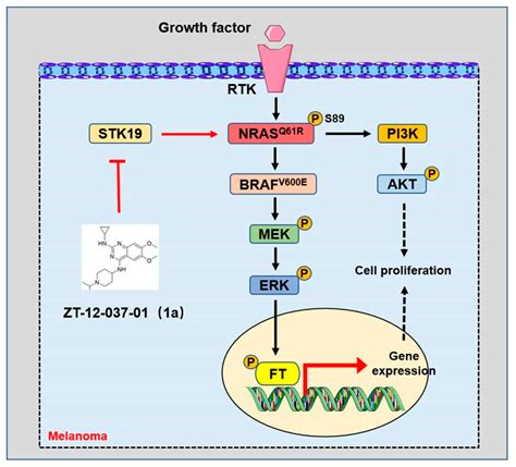 Melanogenesis and the Targeted Therapy of Melanoma
