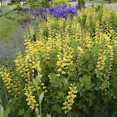Episode 138: Water-Wise Perennials - Fine Gardening
