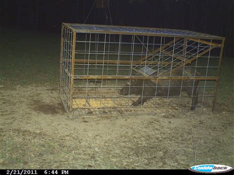 Hog Trap Shooting 的图像结果