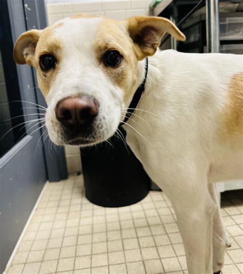 First State Animal Center and SPCA