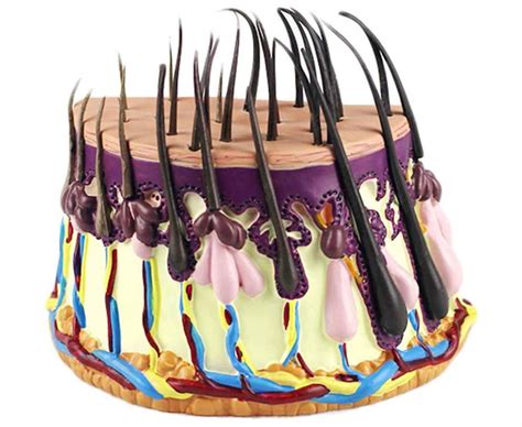 Buy tjz Hair Growth Process Hair Follicles Amplification Human Skin ...