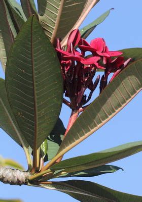 Plumeria rubra L. | Plants of the World Online | Kew Science