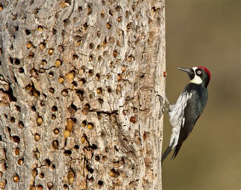 Why polygamy helps acorn woodpeckers in the long run | Popular Science