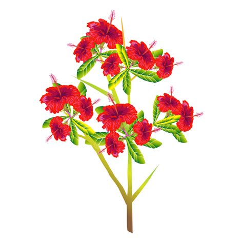 Hibiscus Flower Illustration, Hibiscus Flower, Clip Art, Elegant PNG ...