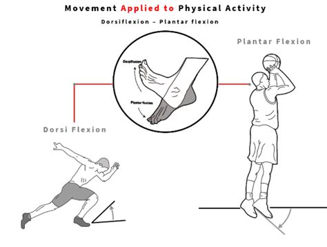 Plantar Flexion And Dorsiflexion
