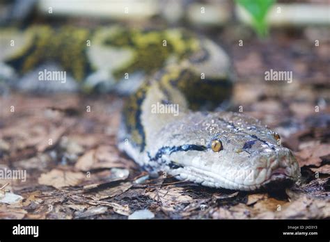 Image result for Reticulated Python Head