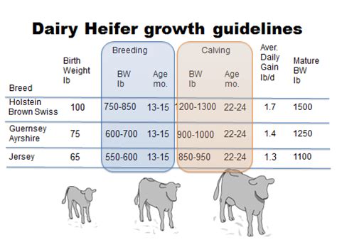 Heifer Raising | The Bullvine