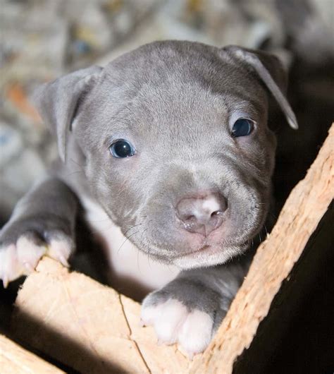 What Is a Grey Pitbull? Everything You Need to Know