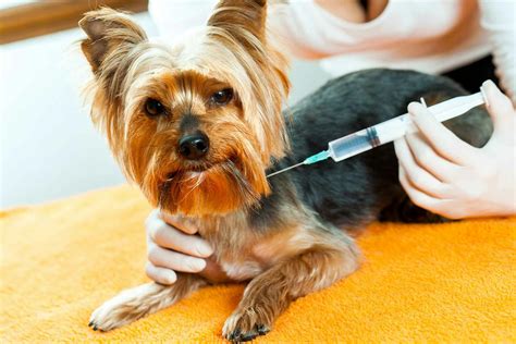 Image result for Introvet Injection