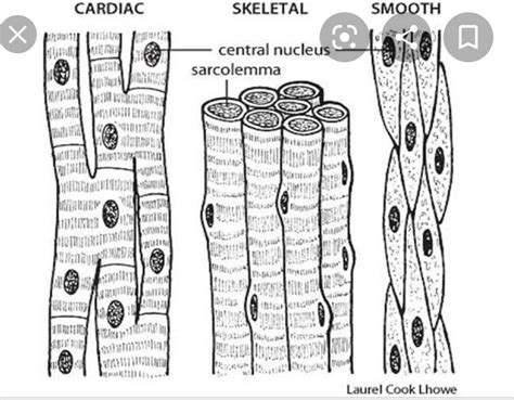draw diagrams of three types of muscles cells - Brainly.in