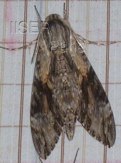 Ramana Athreya @ IISER-Pune : Sphingid Species Notes