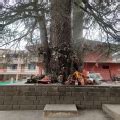 Ghatotkach Tree Temple - Tripopola