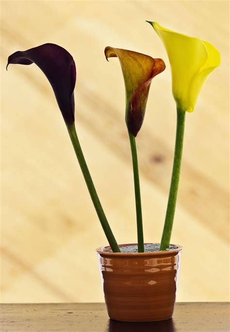 What you must know about potted calla lily care – Artofit