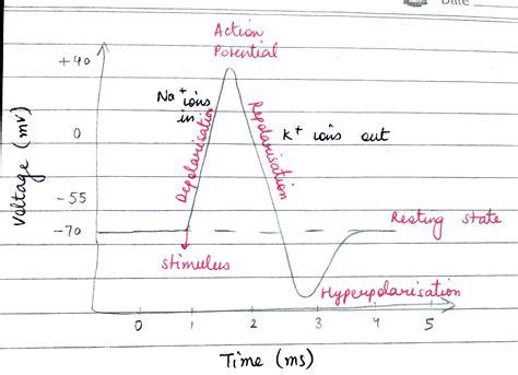 Image result for Skeletal Muscle Action Potential Graph