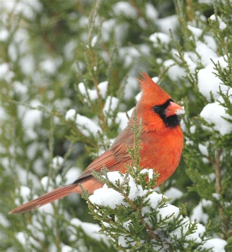IL state bird- the Northern Cardinal in a cedar tree during a snow ...