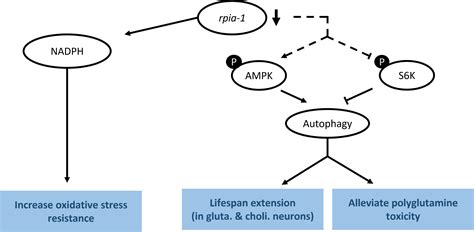 Reduced Ribose-5-Phosphate Isomerase A-1 Expression in Specific Neurons ...