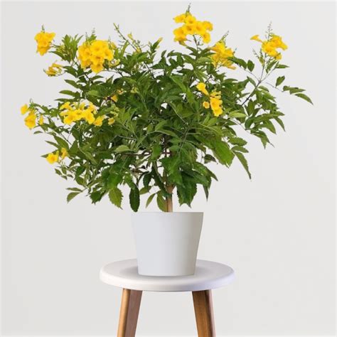 Tecoma Flowering Plant - Yellow – Gardengram