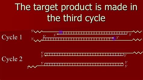 PCR Lecture 的图像结果